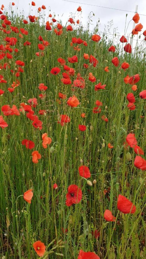 Ferienwohnung Mohnwiese Und Blumenwiese Віллінген Екстер'єр фото
